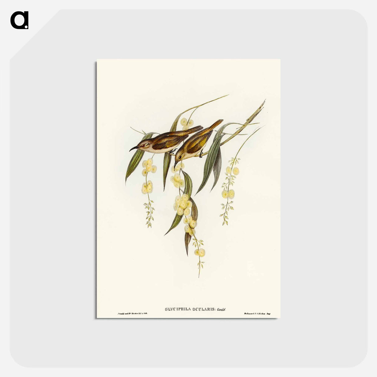 アートポストカード-Brown Honey-eater
- オーストラリアの鳥 Postcard.