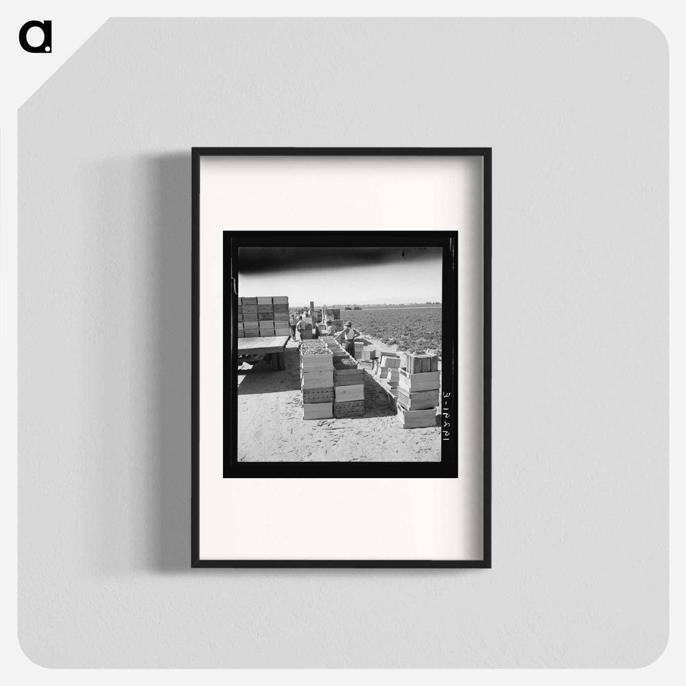 Pea harvest - ドロテア ラング Poster.