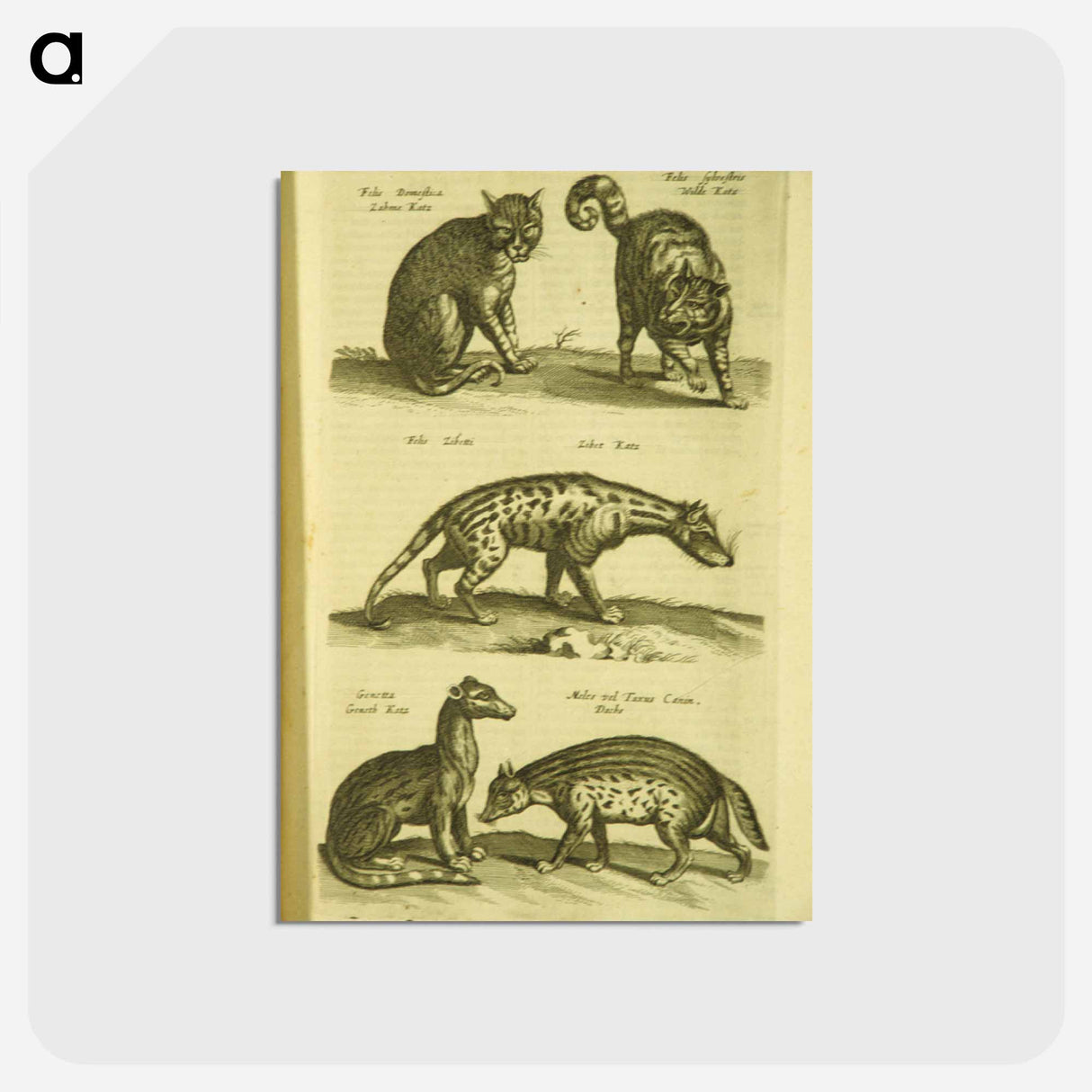 アートポストカード-Historiae naturalis de quadrupedibus libri
- 国立医学図書館 Postcard.