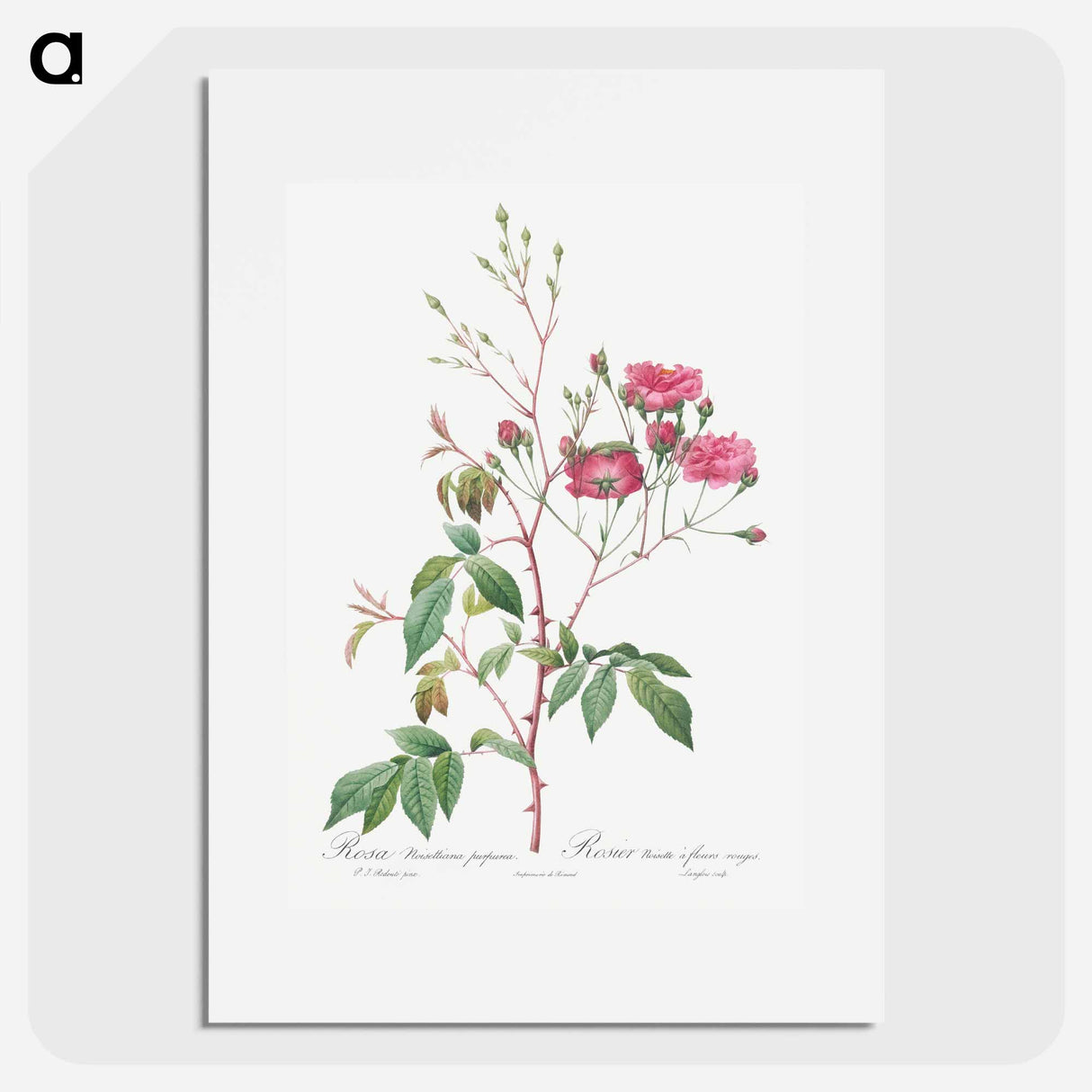 Pink Noisette - Pierre Joseph Redouté Poster.