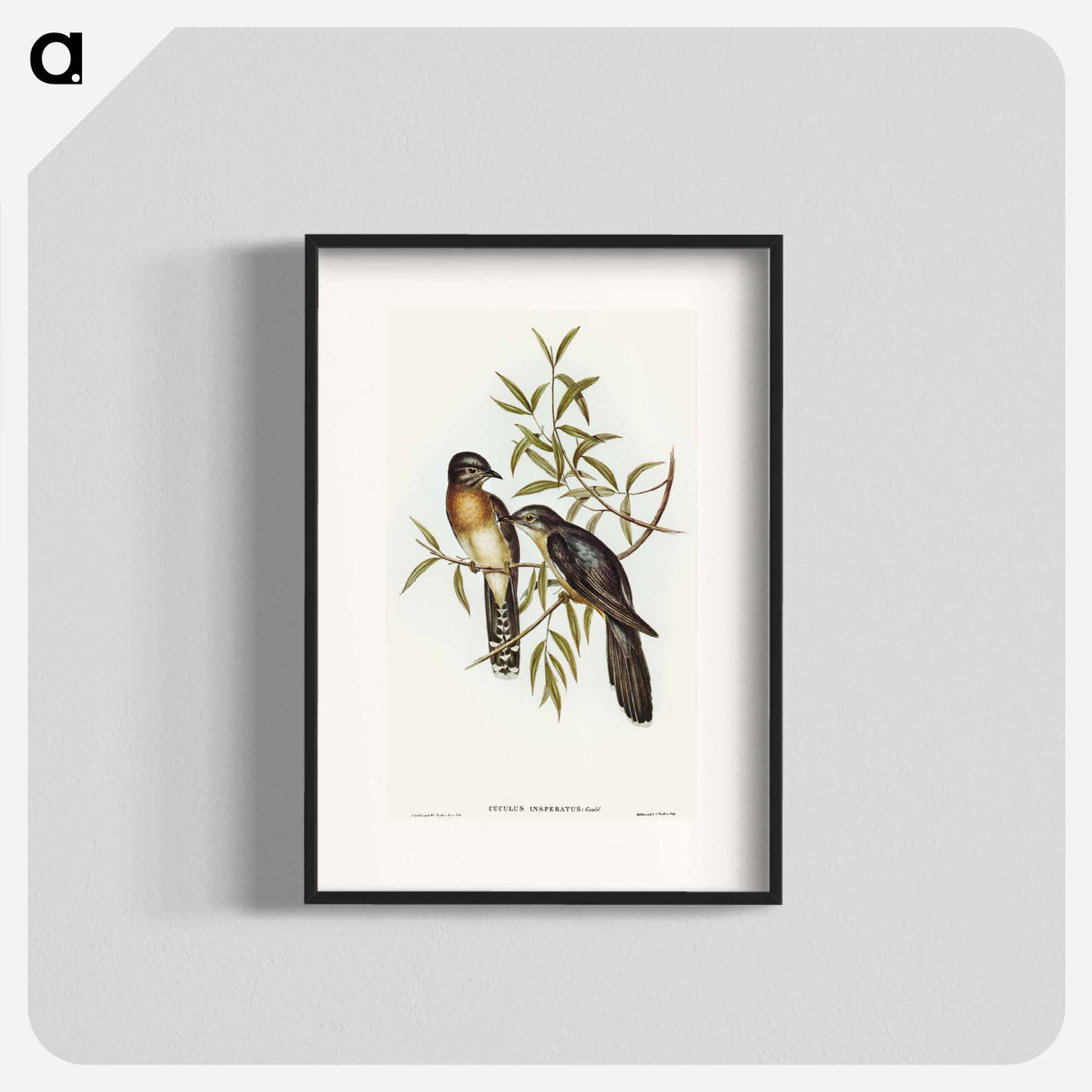 Brush Cuckoo
- オーストラリアの鳥 Poster.