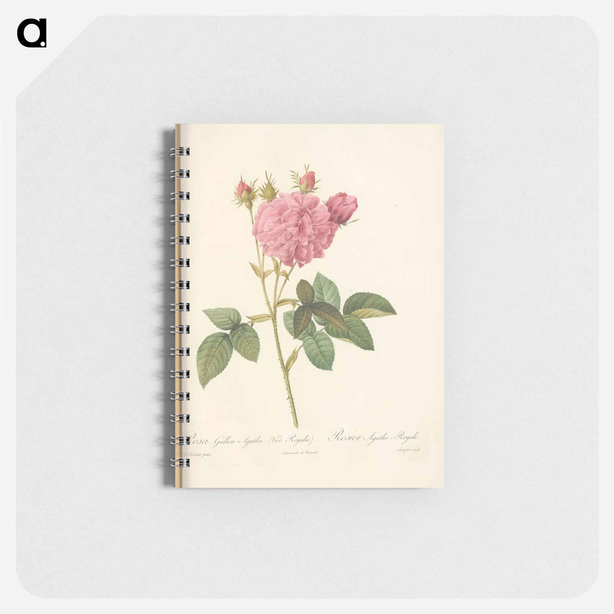 Rose illustration - ピエール ジョゼフ ルドゥーテ Memo.