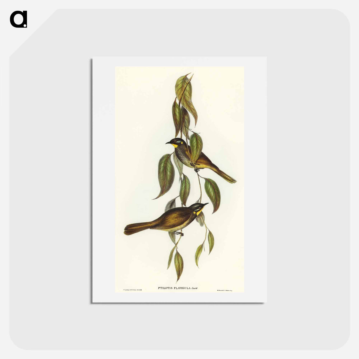 アートポストカード-Yellow-throated Honey-eater
- オーストラリアの鳥 Postcard.