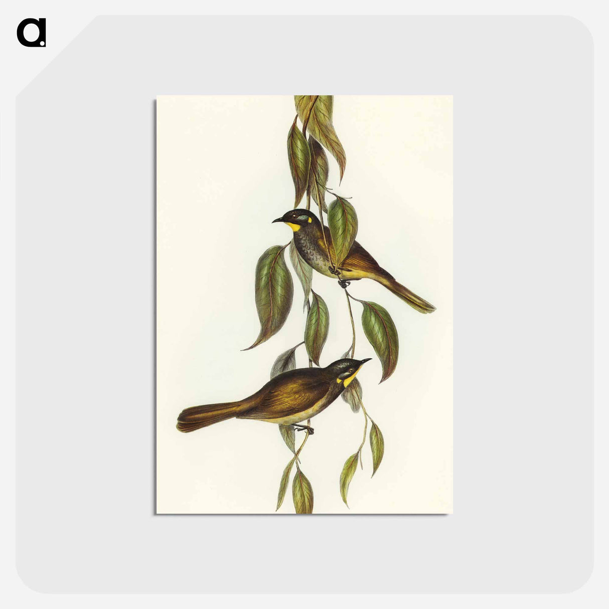 アートポストカード-Yellow-throated Honey-eater
- オーストラリアの鳥 Postcard.
