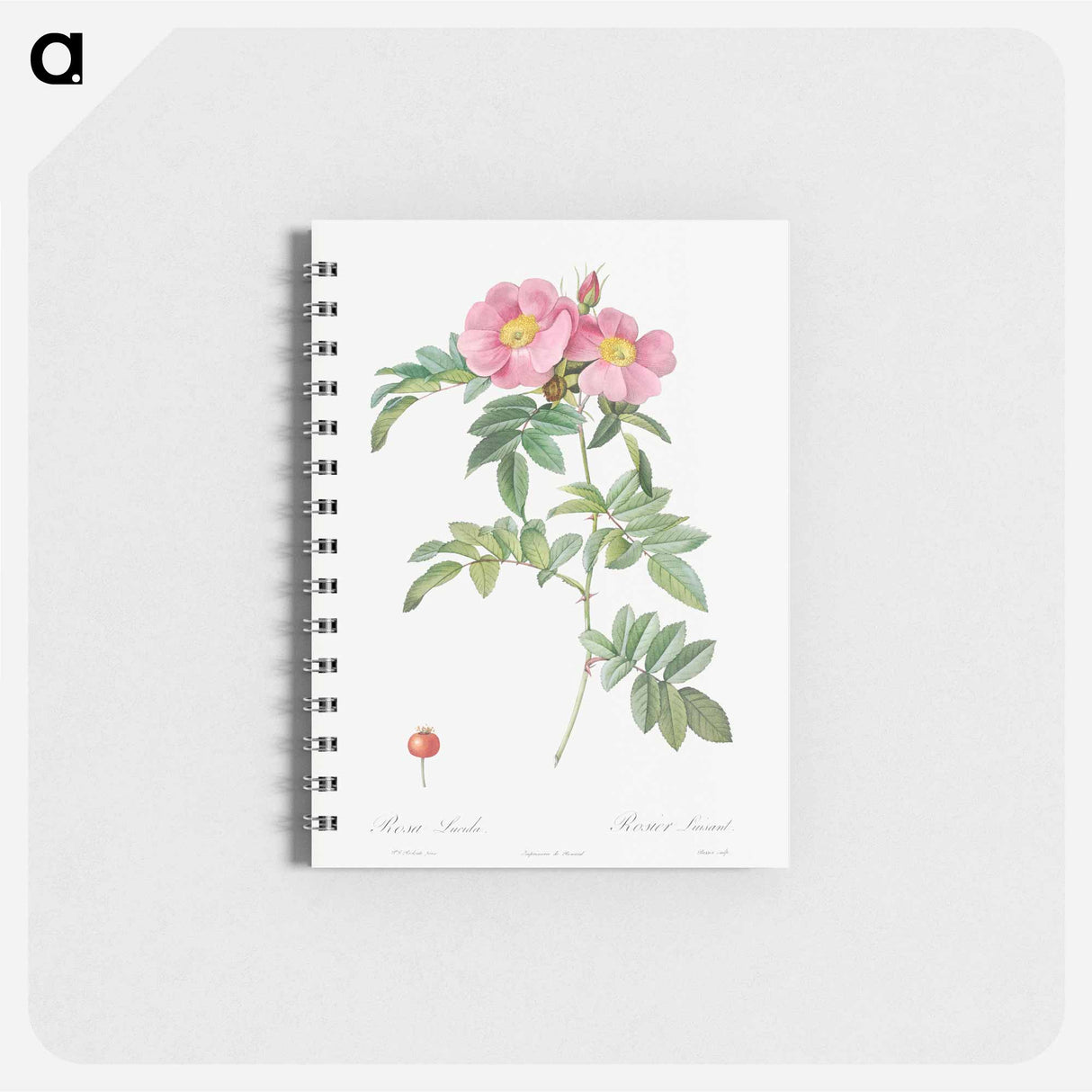 Rosa lucida - ピエール ジョゼフ ルドゥーテ Memo.