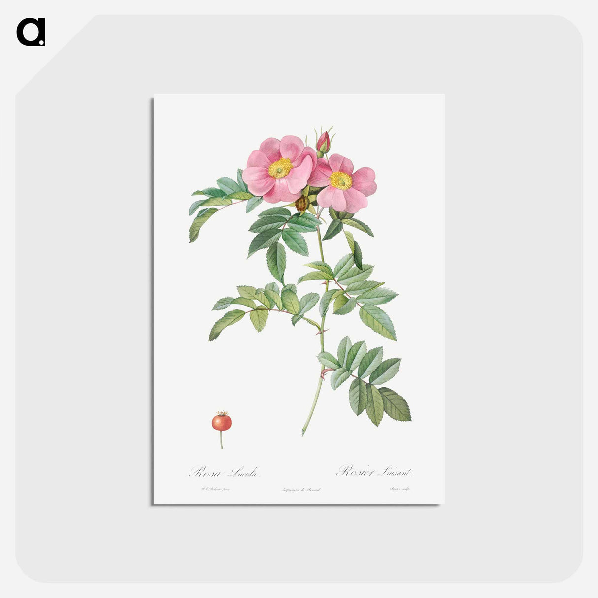 アートポストカード-Rosa lucida - ピエール ジョゼフ ルドゥーテ Postcard.