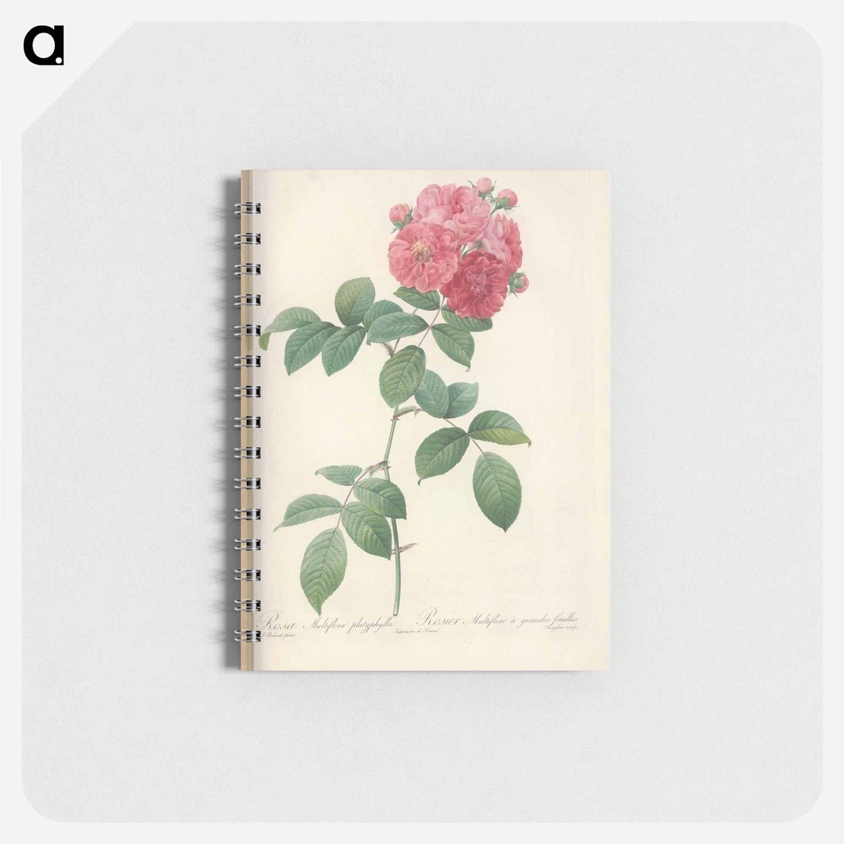 Rose illustration - ピエール ジョゼフ ルドゥーテ Memo.