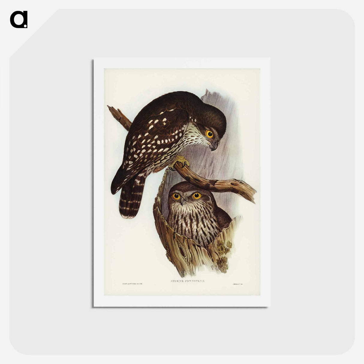 アートポストカード-Winking Owl
- ジョン グールド Postcard.