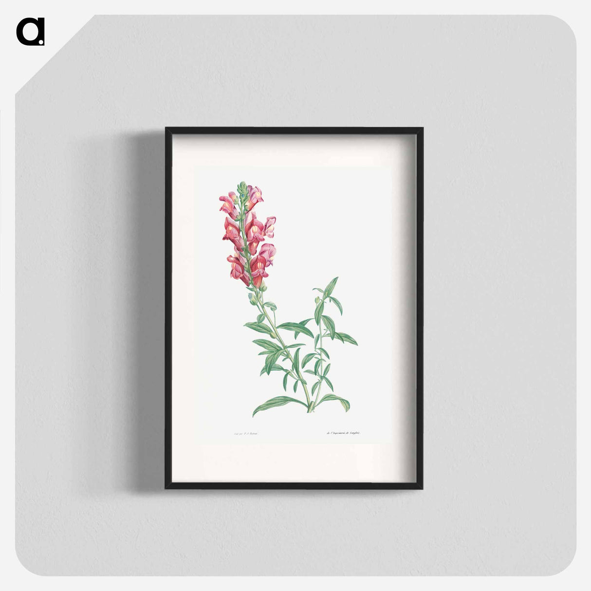 Dragon flowers - Pierre Joseph Redouté Poster.