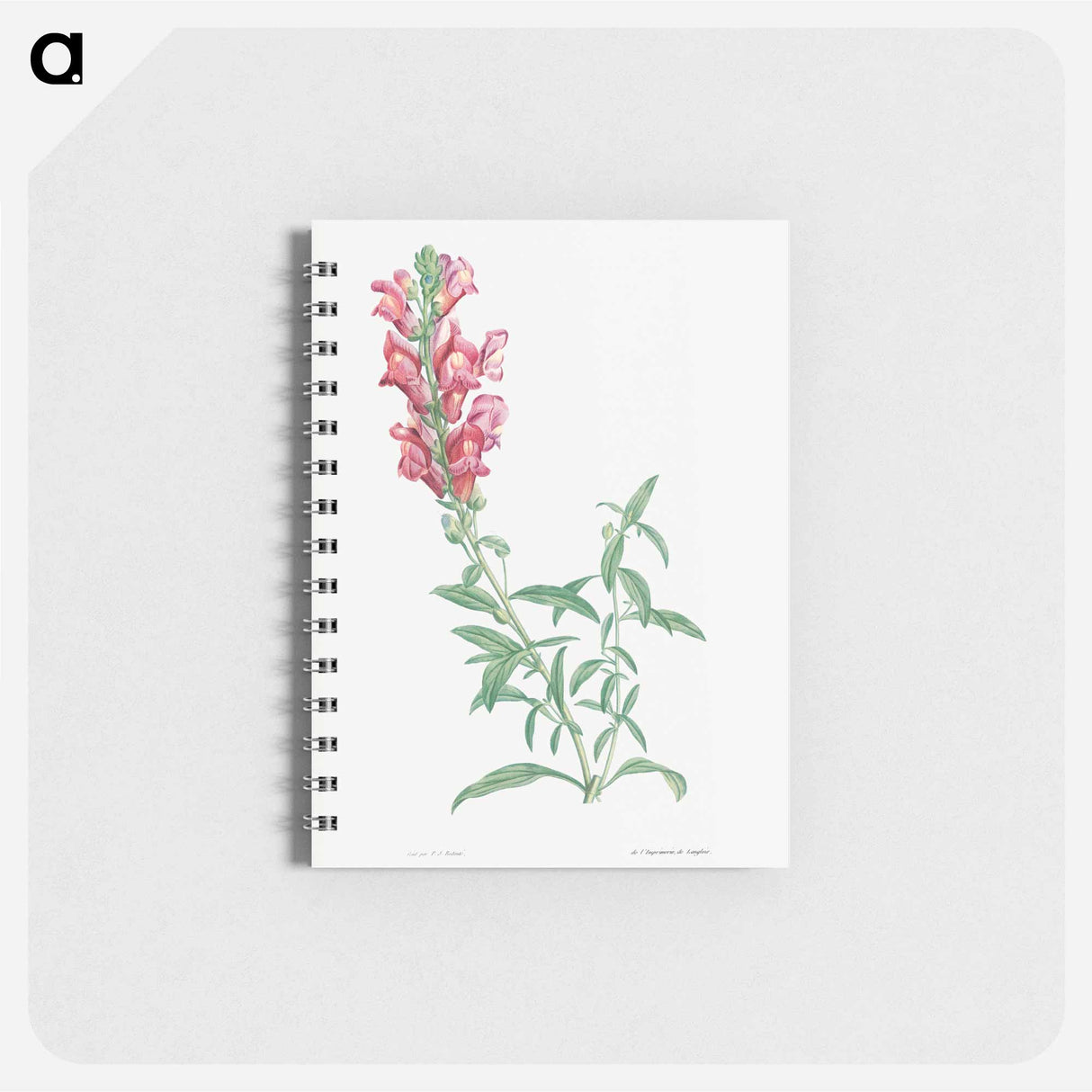 Dragon flowers - ピエール ジョゼフ ルドゥーテ Memo.