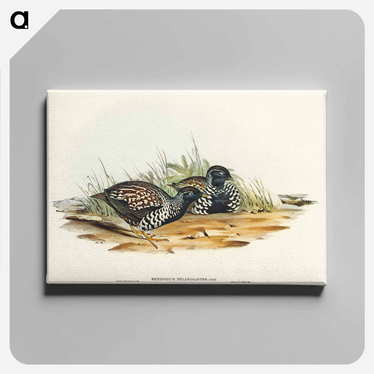 Black-breasted Hemipode
- オーストラリアの鳥 Canvas.