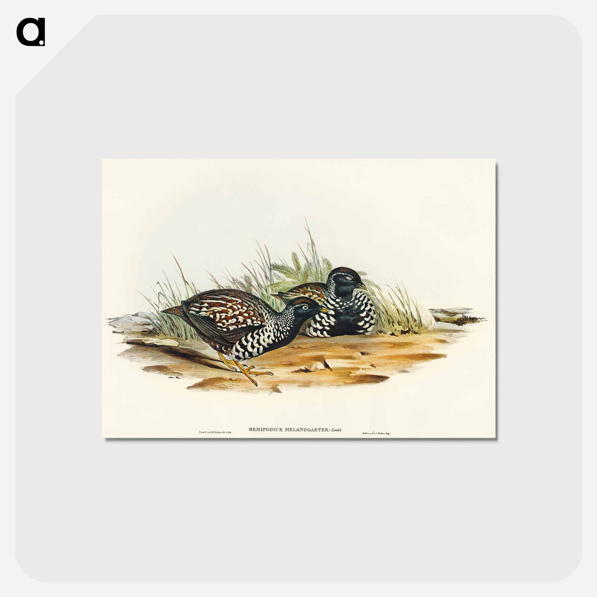 アートポストカード-Black-breasted Hemipode
- オーストラリアの鳥 Postcard.