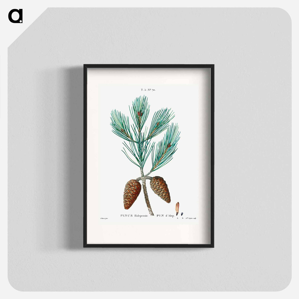 アートポスター-Aleppo pine - ピエール ジョゼフ ルドゥーテ Poster.