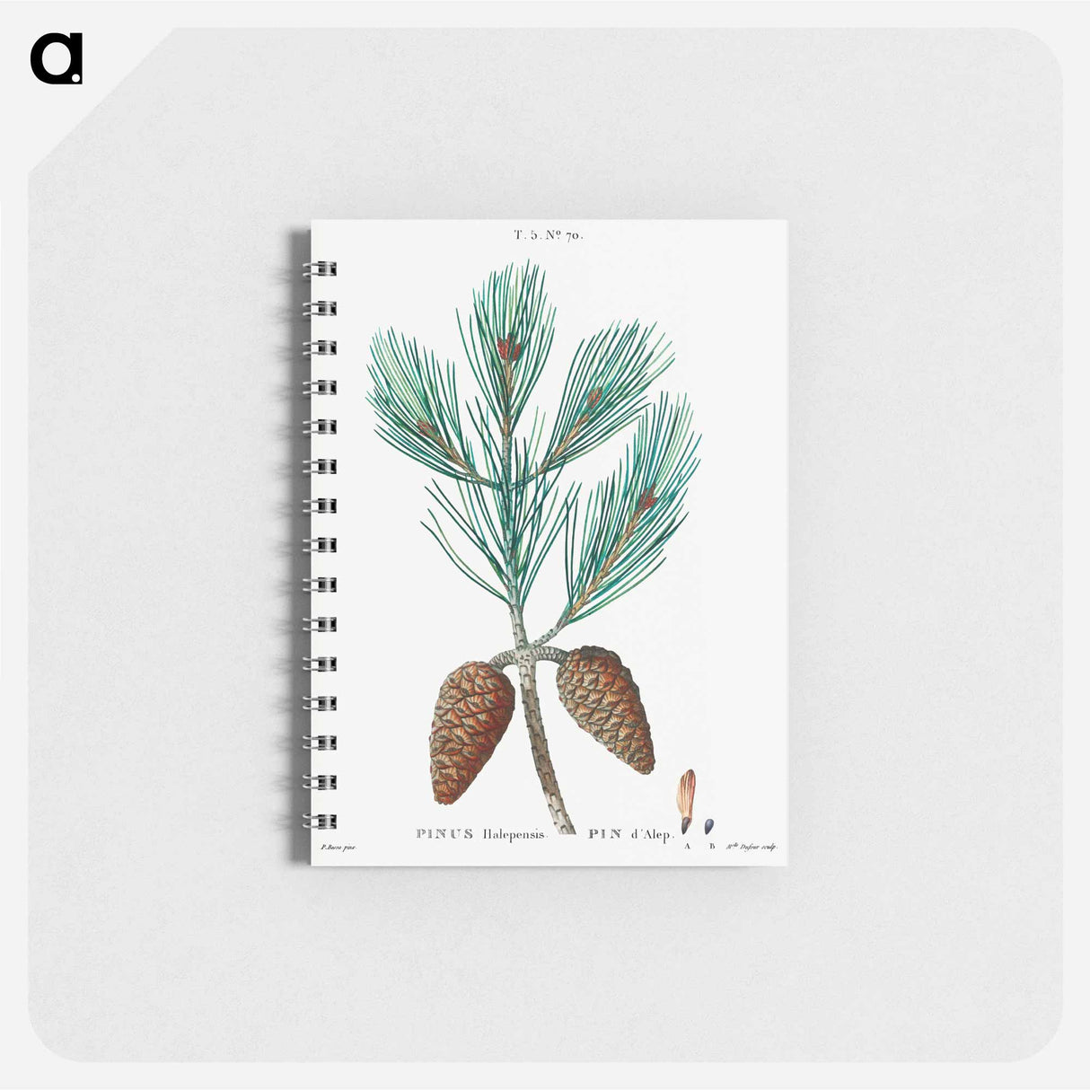 Aleppo pine - ピエール ジョゼフ ルドゥーテ Memo.