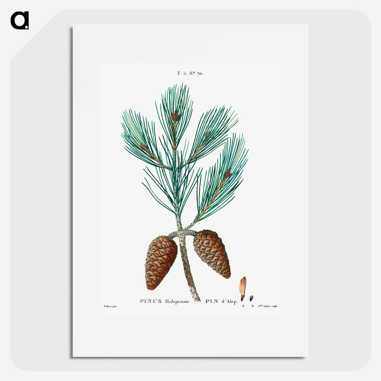 アートポスター-Aleppo pine - ピエール ジョゼフ ルドゥーテ Poster.