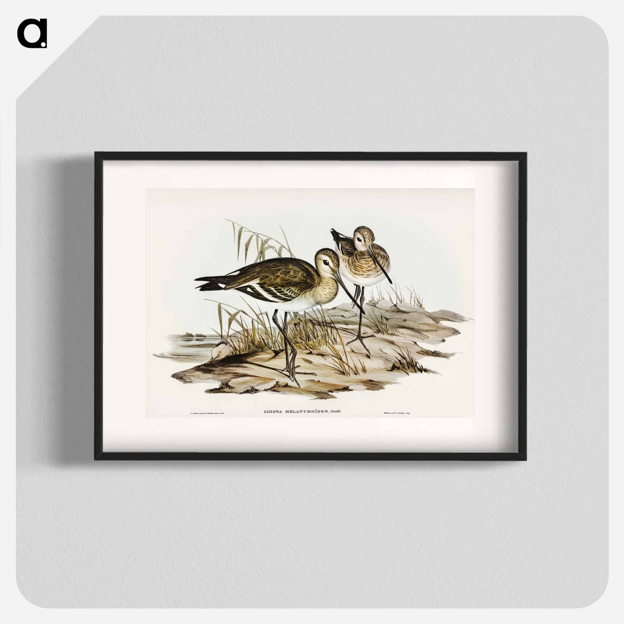 アートポスター-Black-tailed Godwit
- オーストラリアの鳥 Poster.