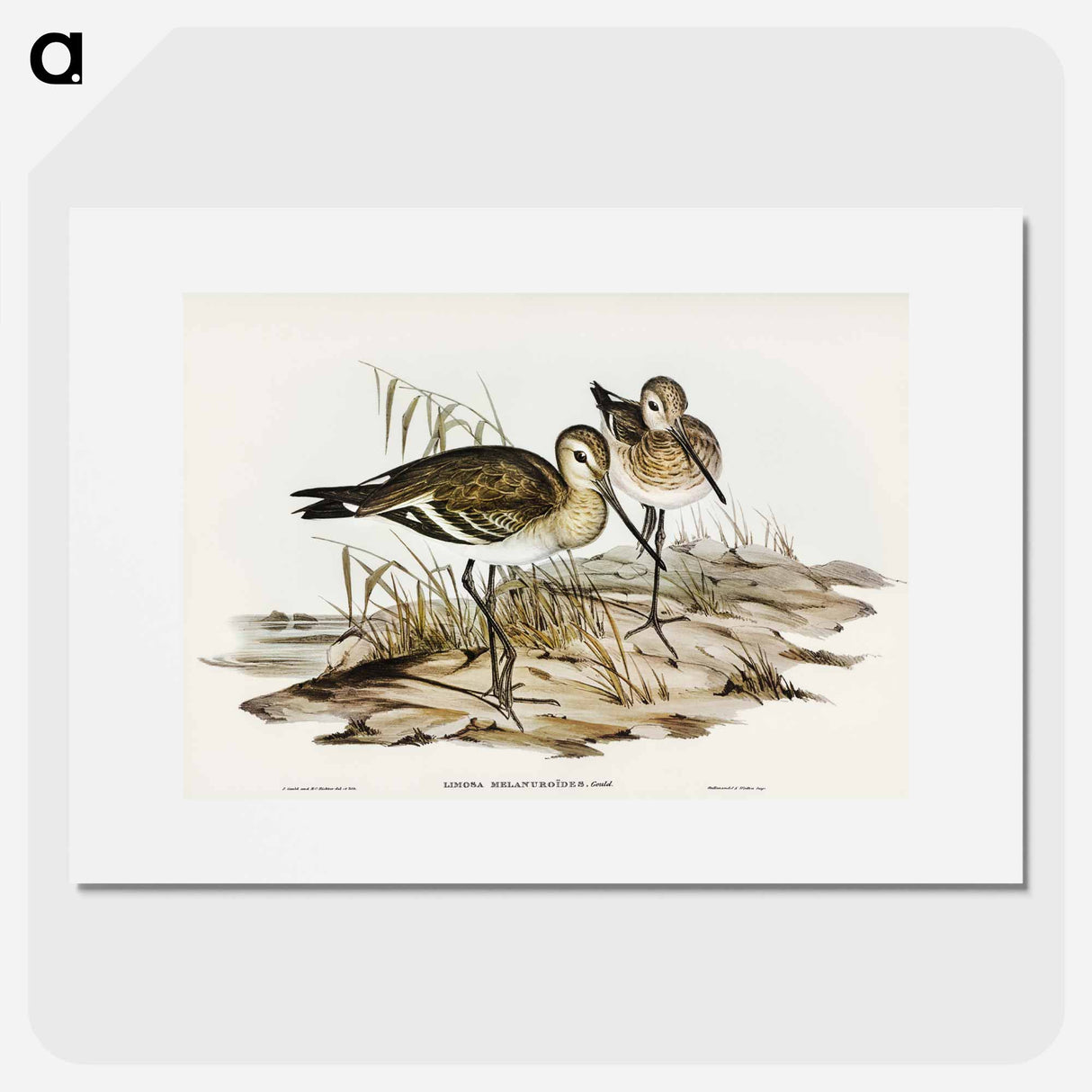 アートポスター-Black-tailed Godwit
- オーストラリアの鳥 Poster.