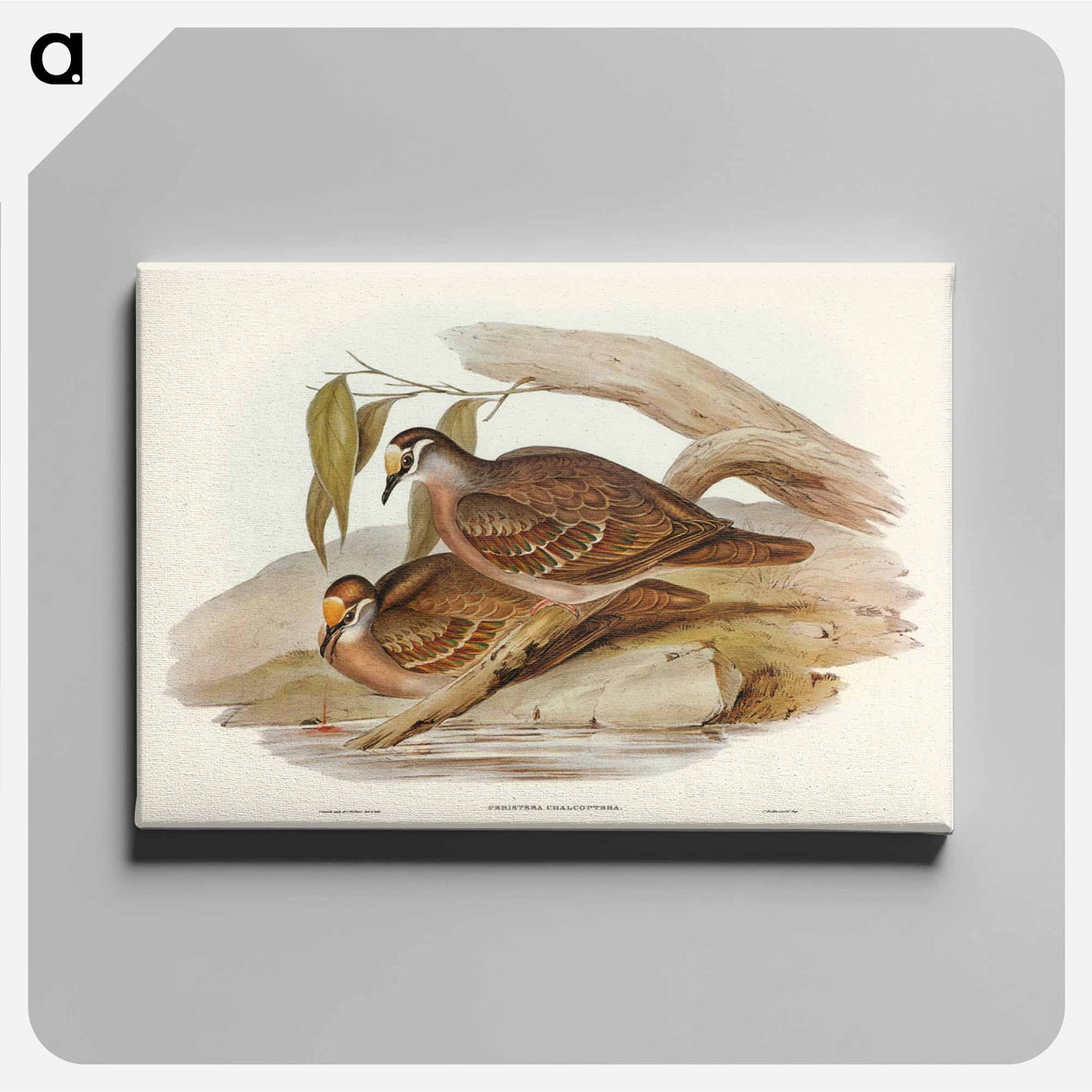 アートパネル-Bronze-winged Pigeon
- ジョン グールド Canvas.