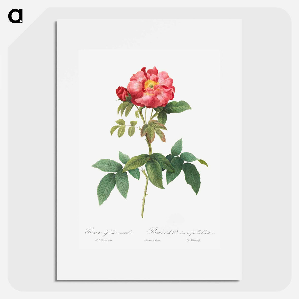 アートポスター-Bluish-Leaved Provins Rose - ピエール ジョゼフ ルドゥーテ Poster.