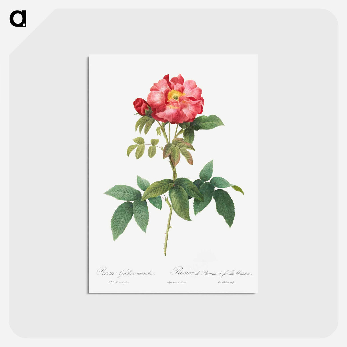 アートポストカード-Bluish-Leaved Provins Rose - ピエール ジョゼフ ルドゥーテ Postcard.