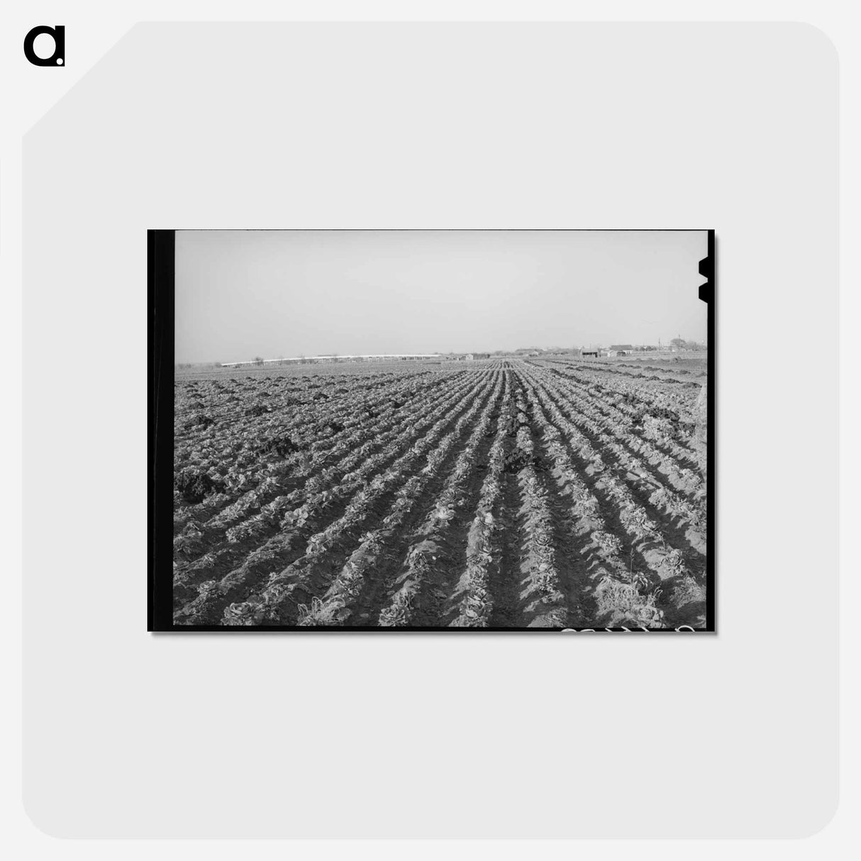 アートポストカード-Cabbage Field, Bexar County
- ラッセル リー Postcard.