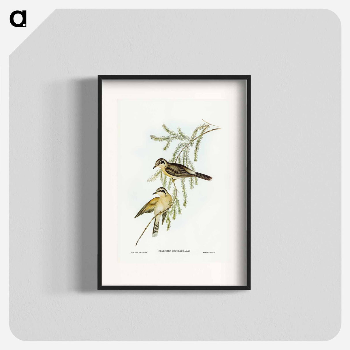 Black-eared Cuckoo
- オーストラリアの鳥 Poster.