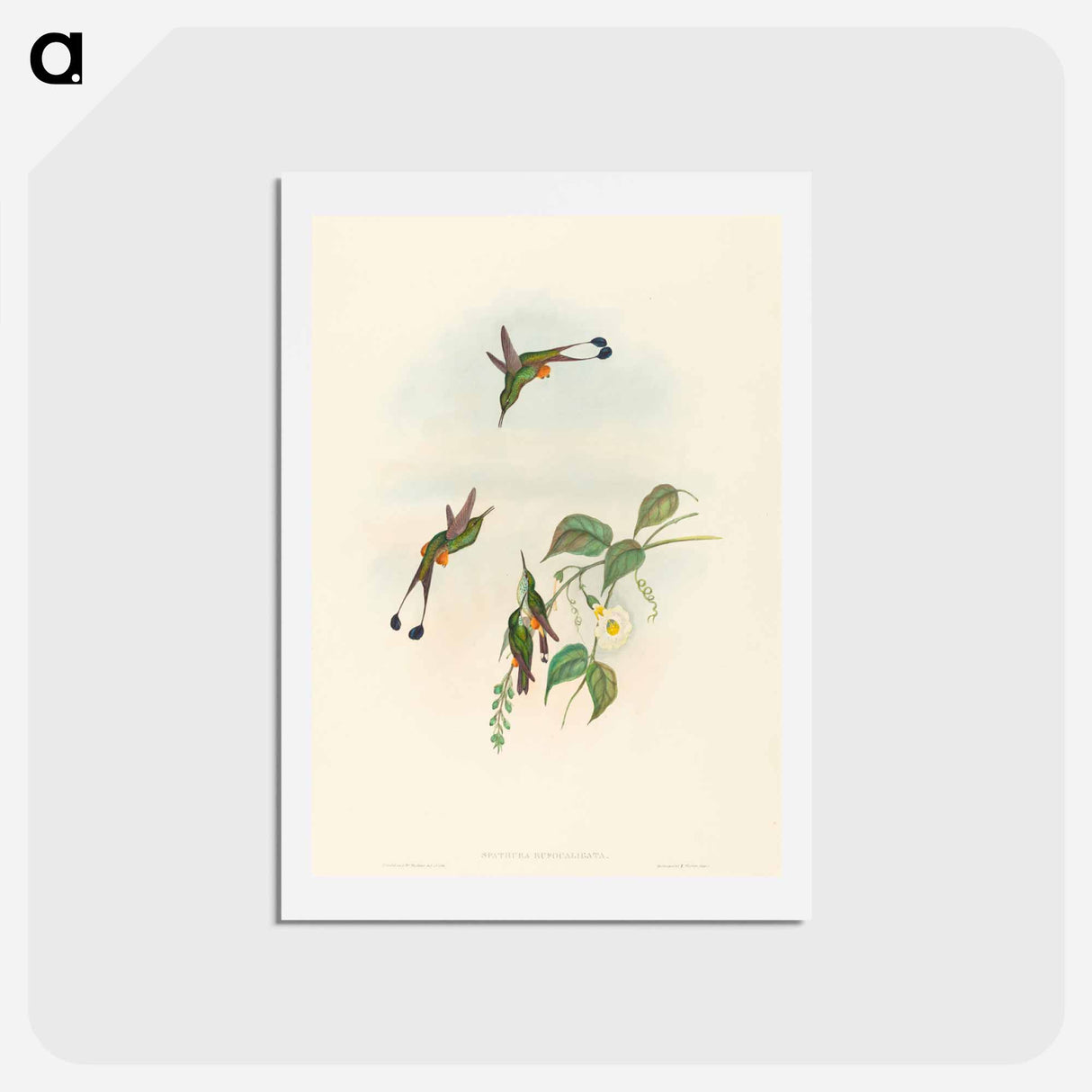 アートポストカード-Red-booted Racket-Tail
- ジョン グールド Postcard.