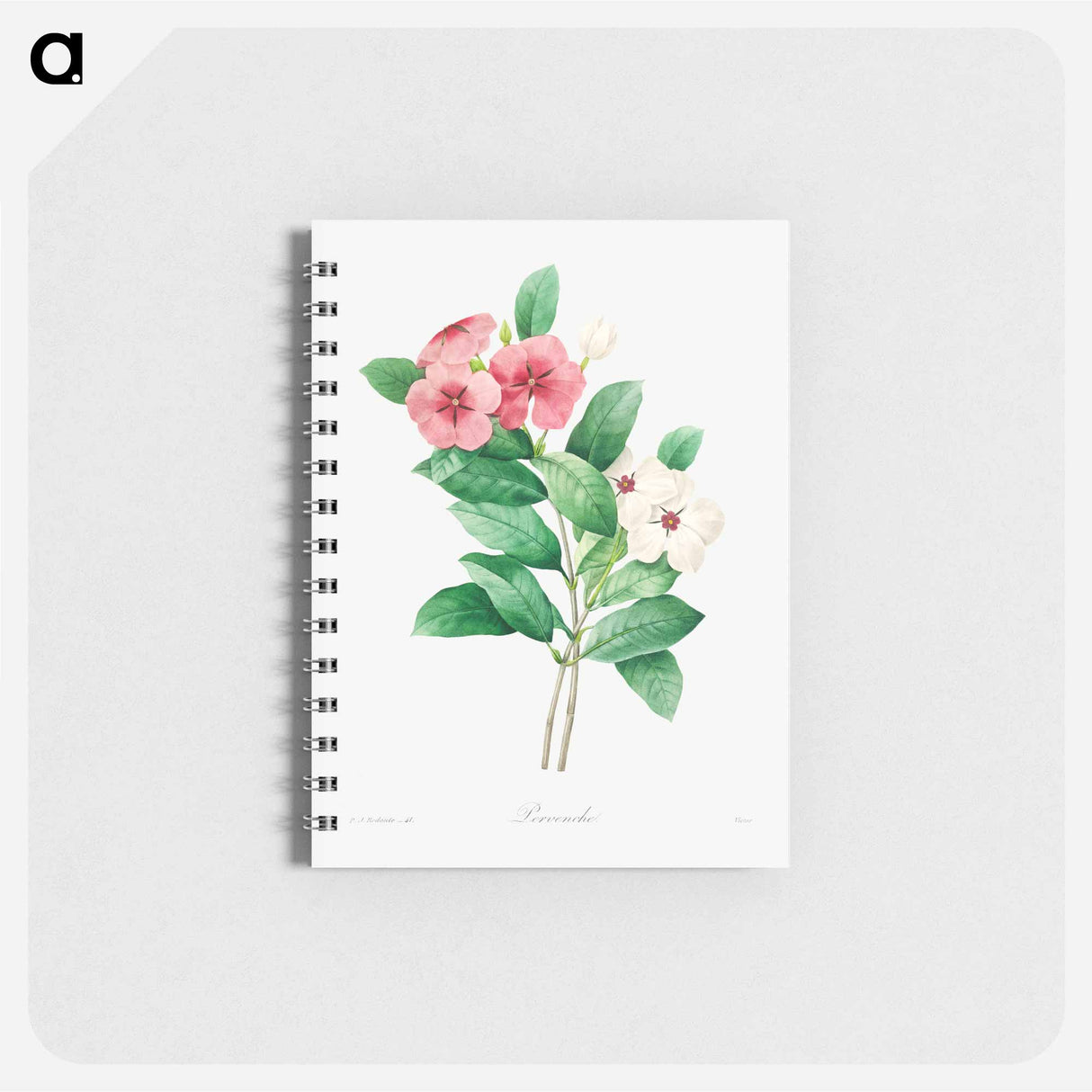 Periwinkle - ピエール ジョゼフ ルドゥーテ Memo.