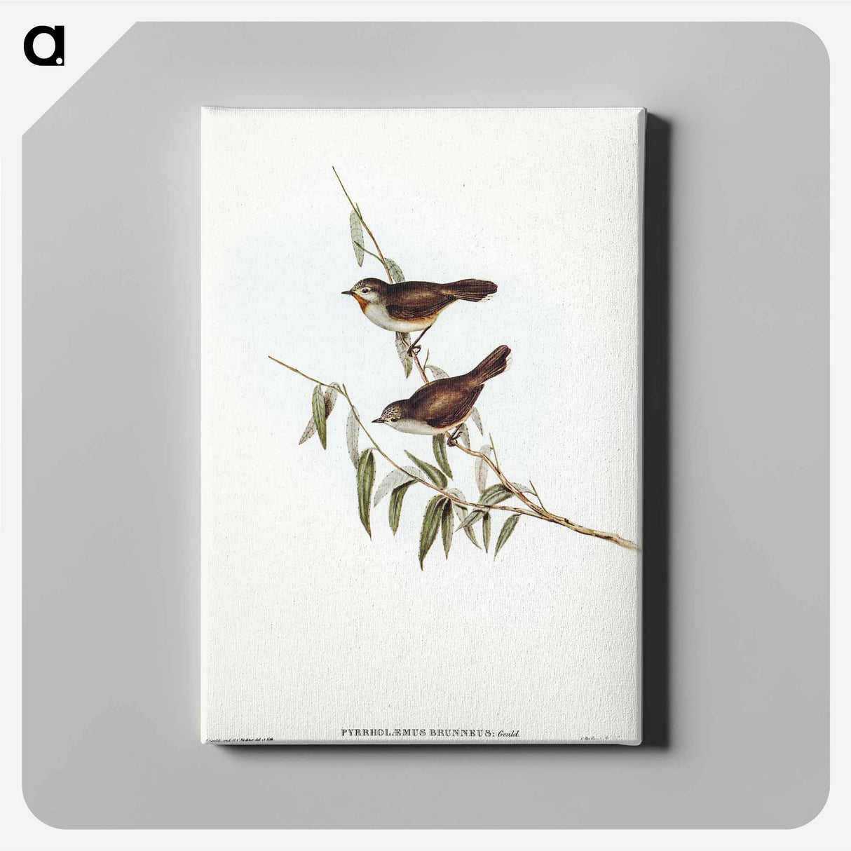 アートパネル-Brown Red-throat
- オーストラリアの鳥 Canvas.
