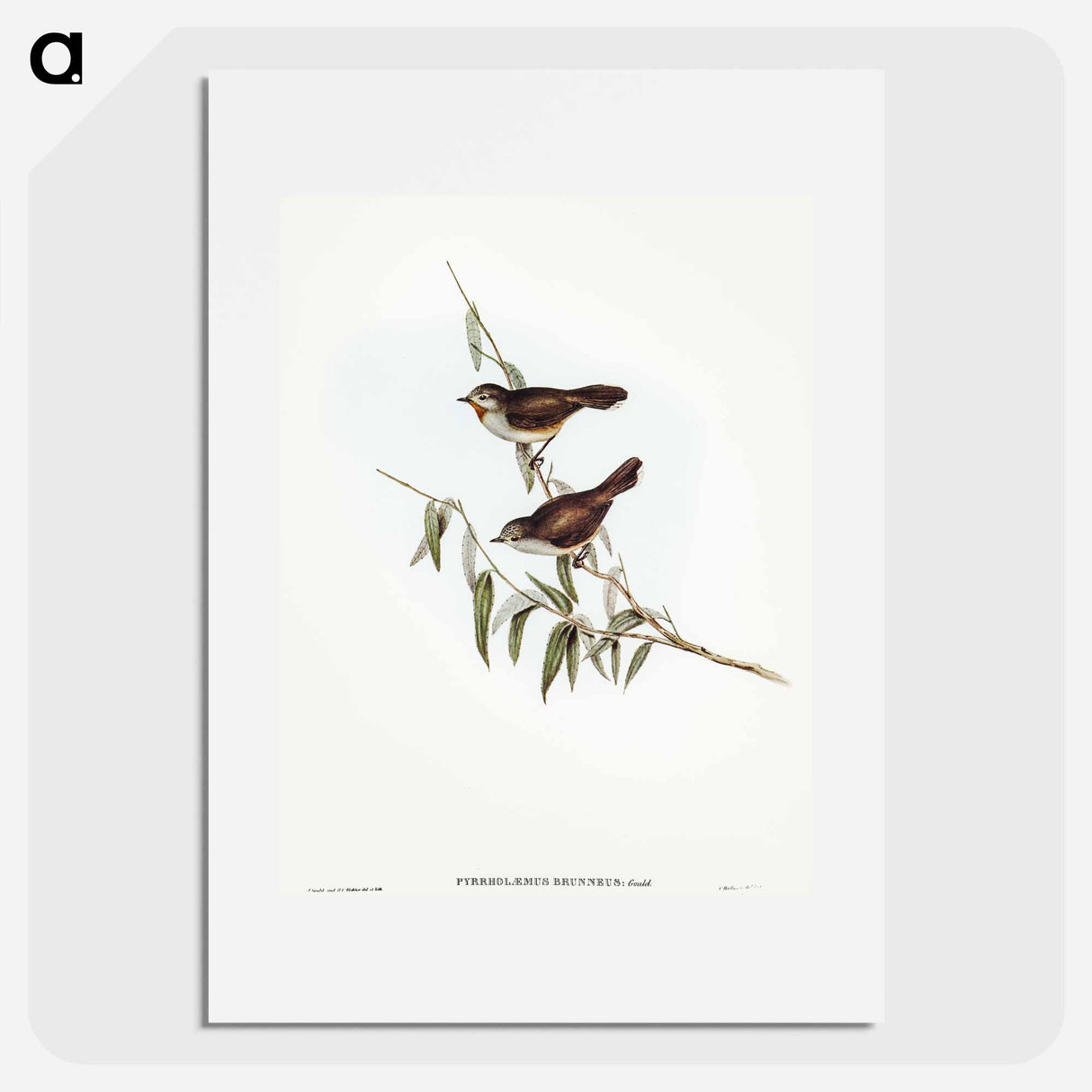 アートポスター-Brown Red-throat
- オーストラリアの鳥 Poster.