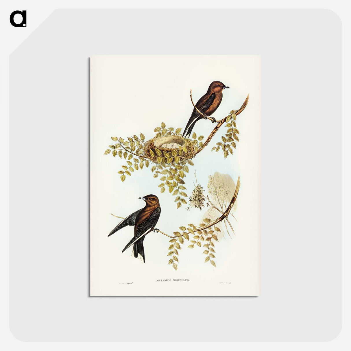 アートポストカード-Wood Swallow
- ジョン グールド Postcard.