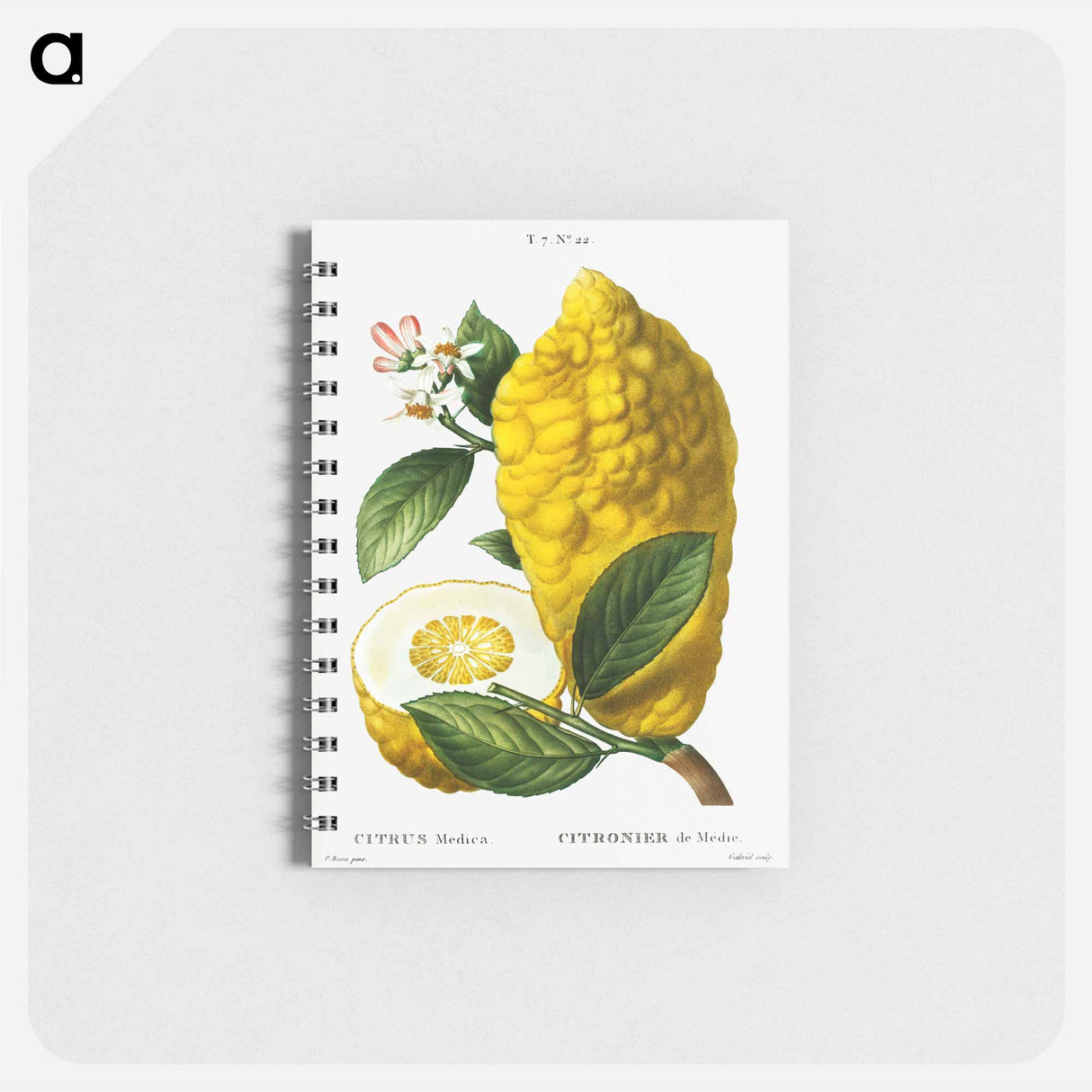 アートメモ帳-Citron (Citrus medica) - ピエール ジョゼフ ルドゥーテ Memo.