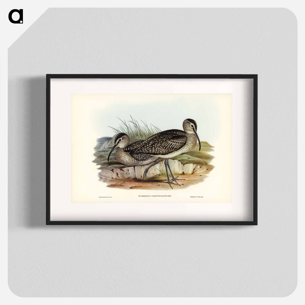 アートポスター-Australian Whimbrel
- ジョン グールド Poster.
