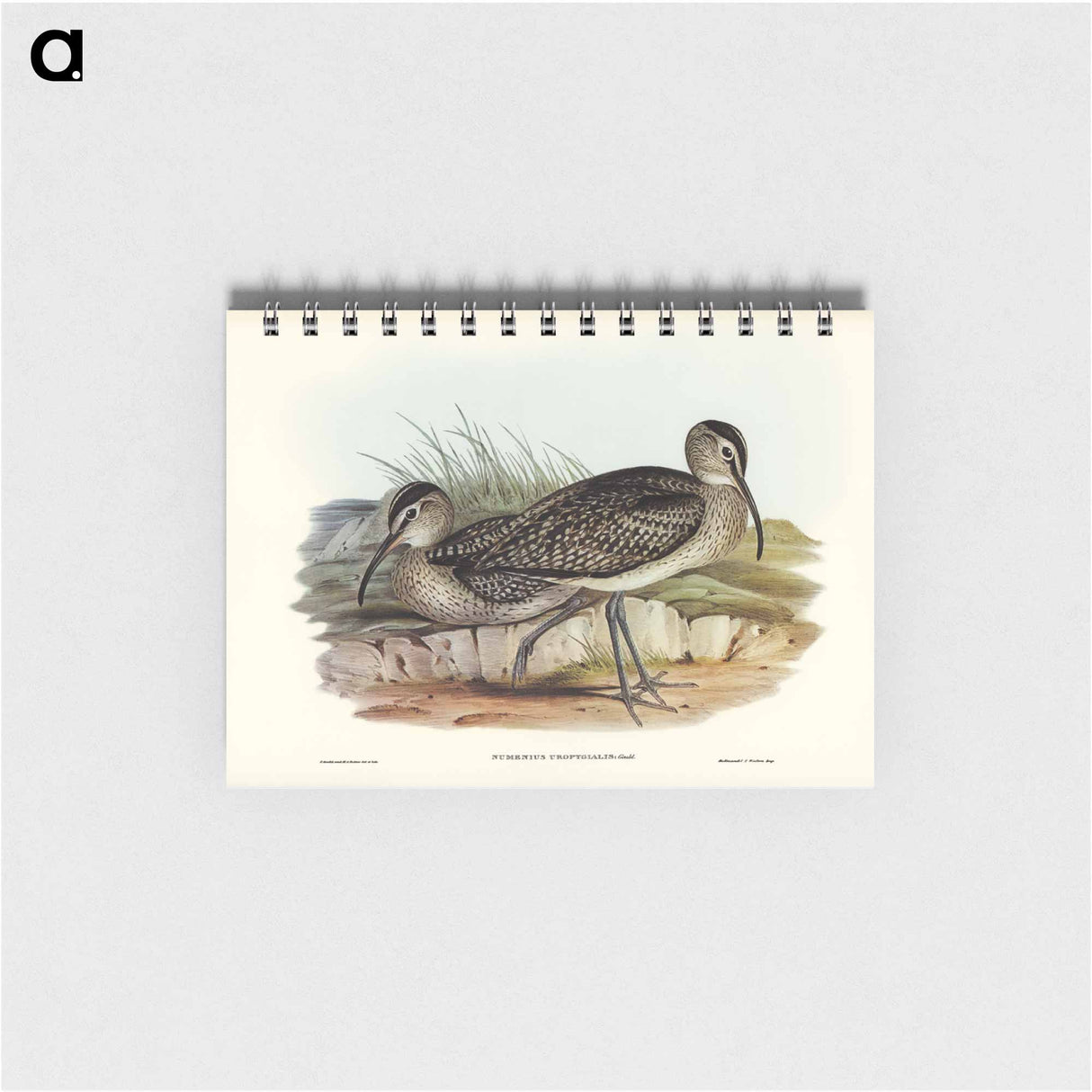 アートメモ帳-Australian Whimbrel
- ジョン グールド Memo.