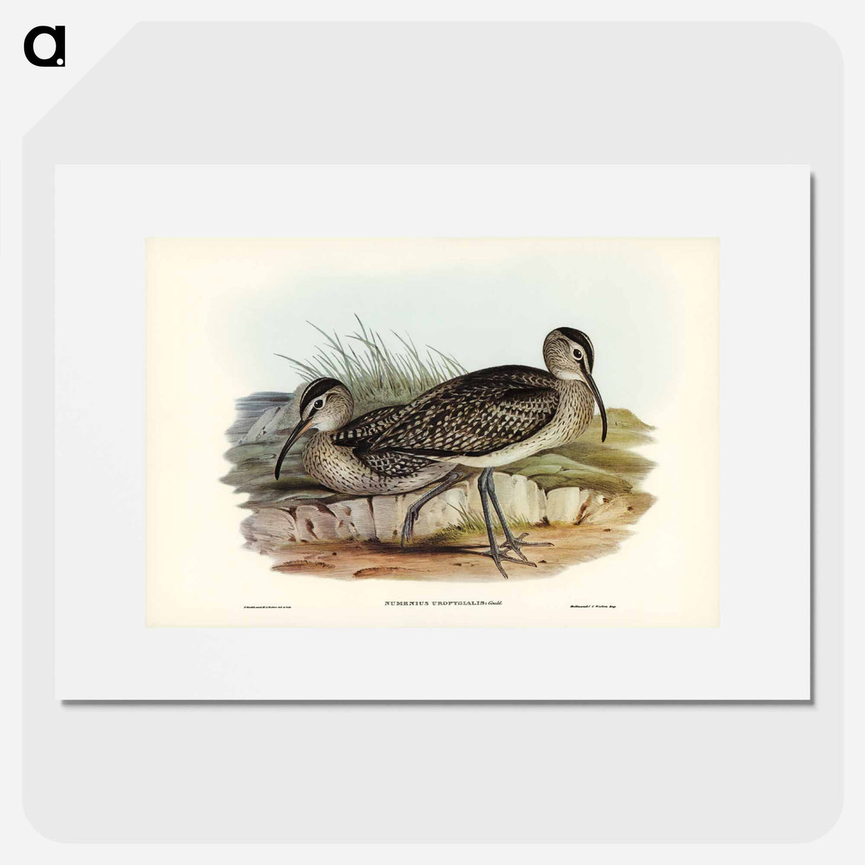 アートポスター-Australian Whimbrel
- ジョン グールド Poster.
