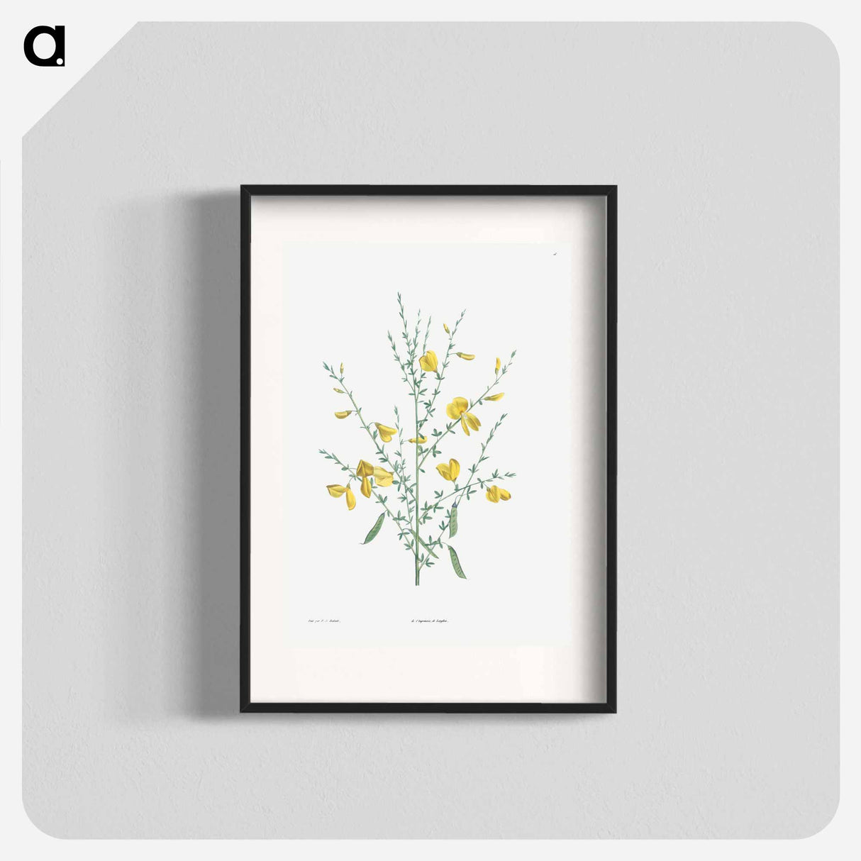 Broom flower - Pierre Joseph Redouté Poster.