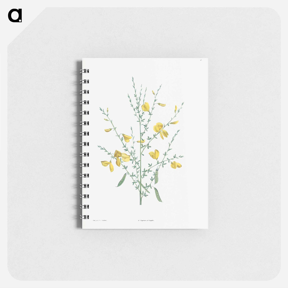 Broom flower - ピエール ジョゼフ ルドゥーテ Memo.