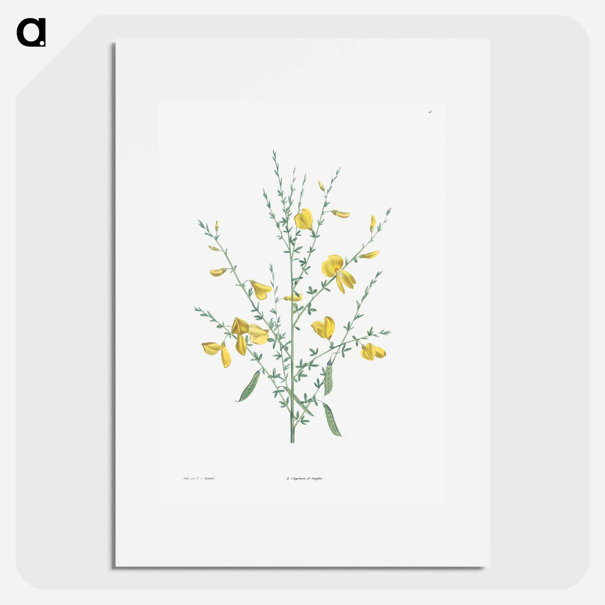 アートポスター-Broom flower - ピエール ジョゼフ ルドゥーテ Poster.