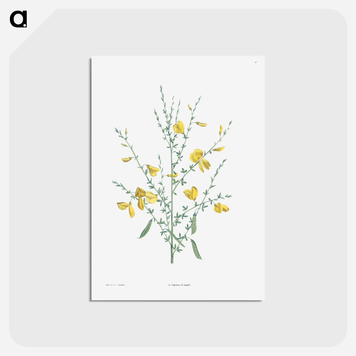 アートポストカード-Broom flower - ピエール ジョゼフ ルドゥーテ Postcard.