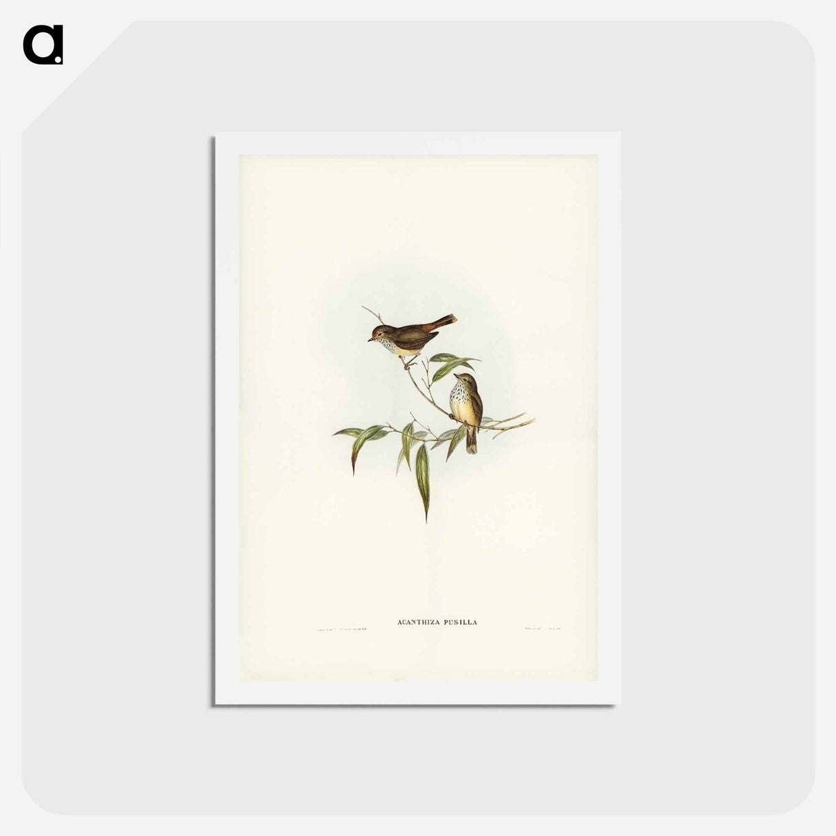 アートポストカード-Little Brown Acanthiza
- ジョン グールド Postcard.