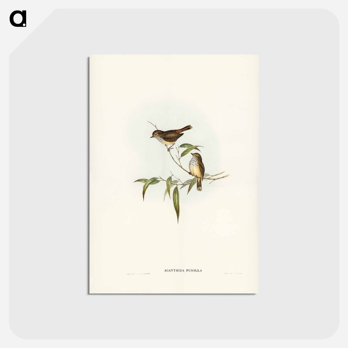 アートポストカード-Little Brown Acanthiza
- ジョン グールド Postcard.