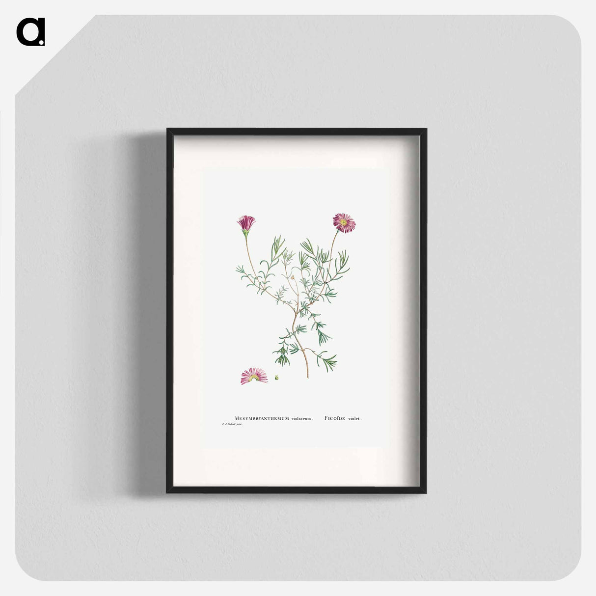 Mesembryanthemum Violaceum - Pierre Joseph Redouté Poster.