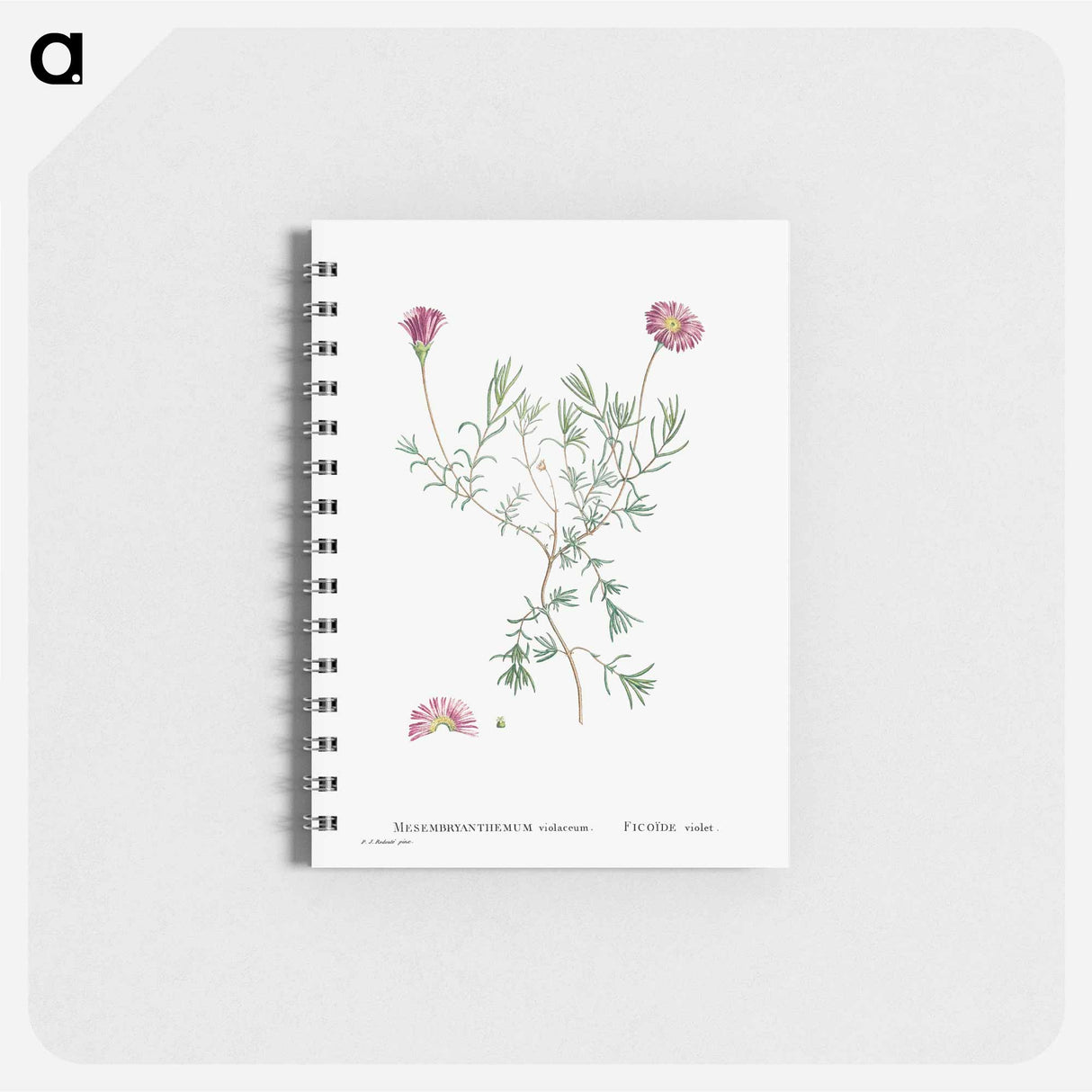 Mesembryanthemum Violaceum - ピエール ジョゼフ ルドゥーテ Memo.