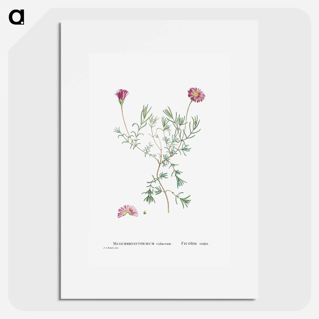 Mesembryanthemum Violaceum - Pierre Joseph Redouté Poster.