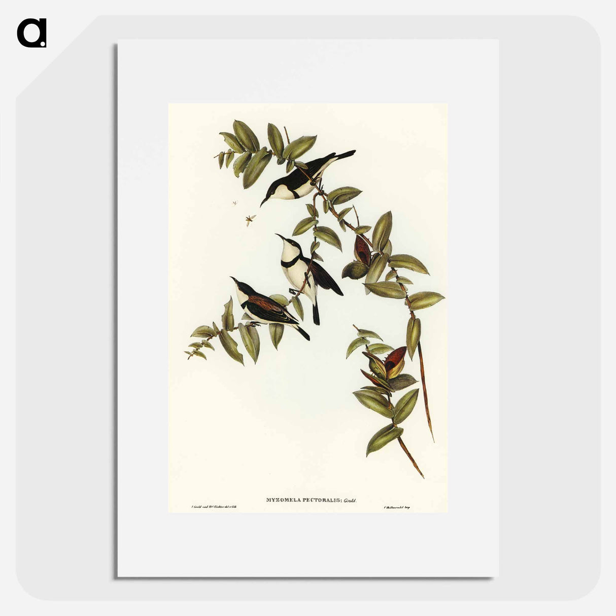 アートポスター-Banded Honey-eater
- オーストラリアの鳥 Poster.