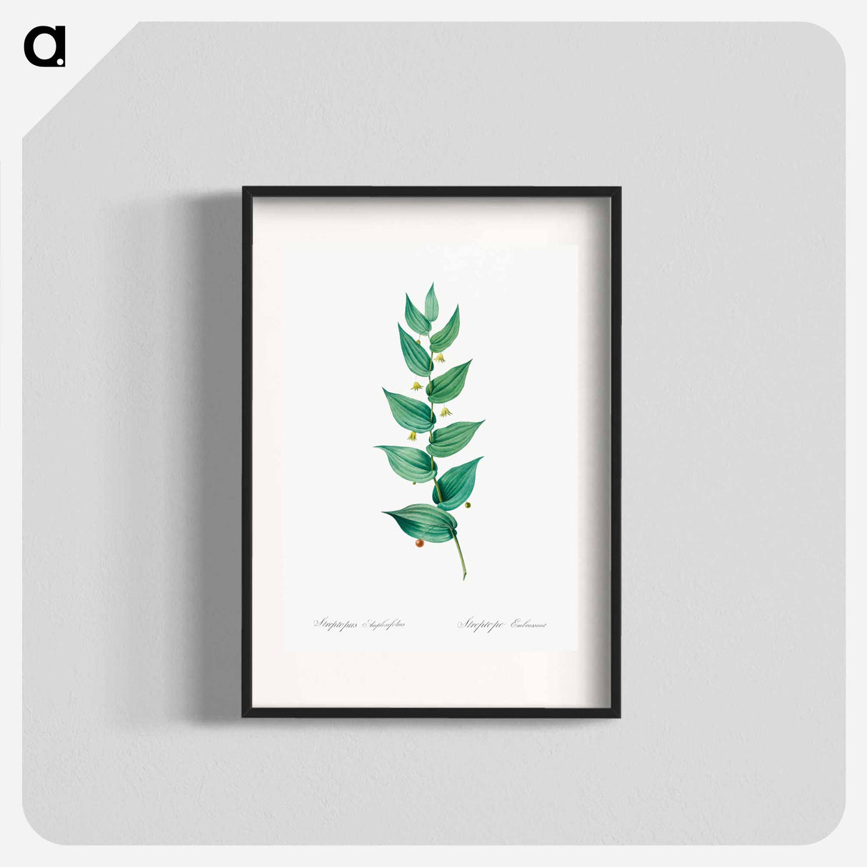 Twistedstalk illustration - Pierre Joseph Redouté Poster.