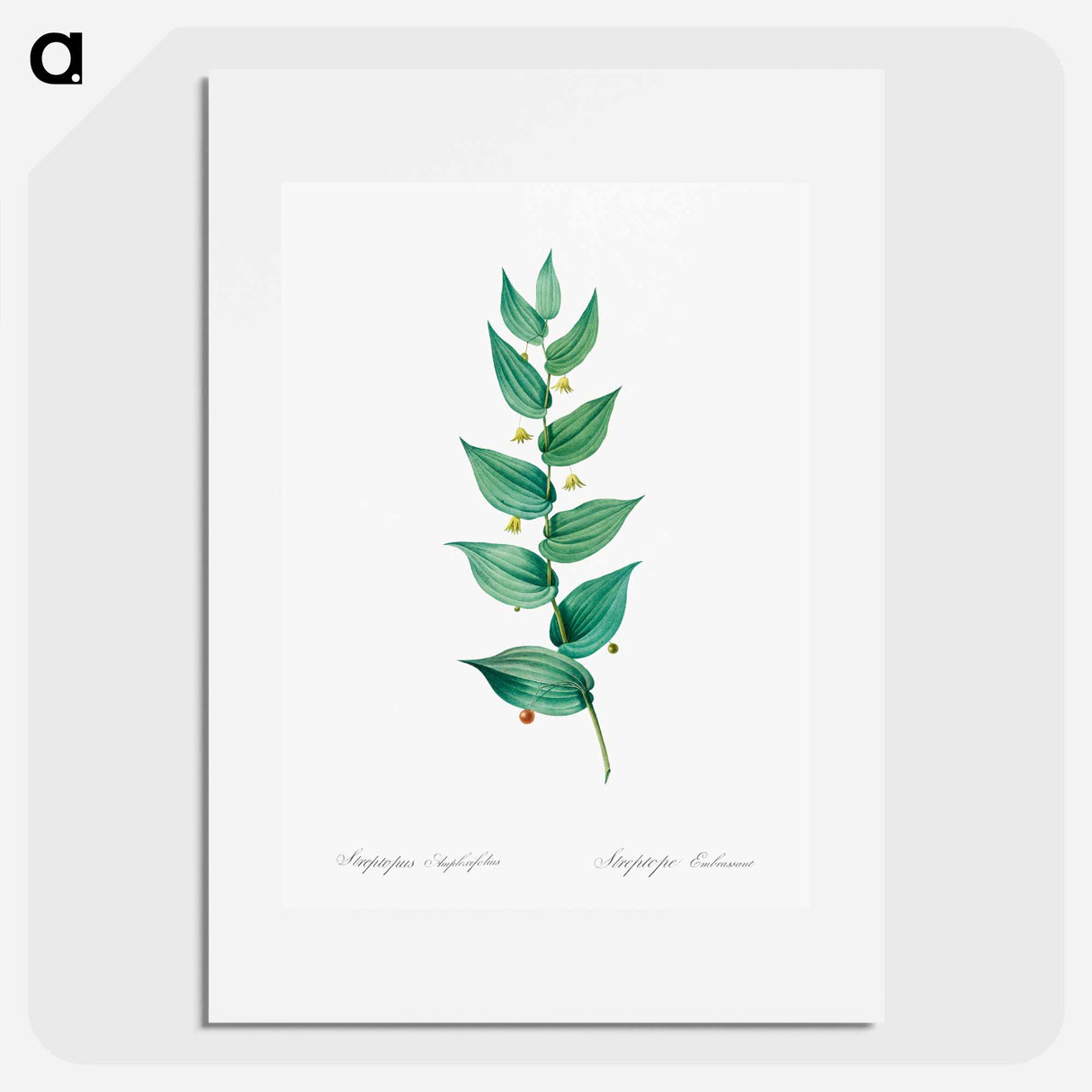 Twistedstalk illustration - Pierre Joseph Redouté Poster.