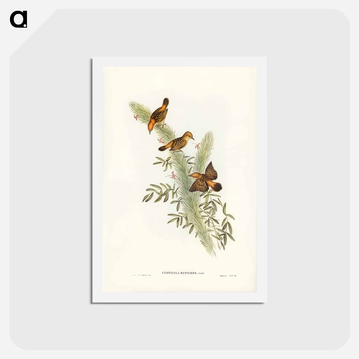 アートポストカード-Rufous-headed Warbler
- ジョン グールド Postcard.