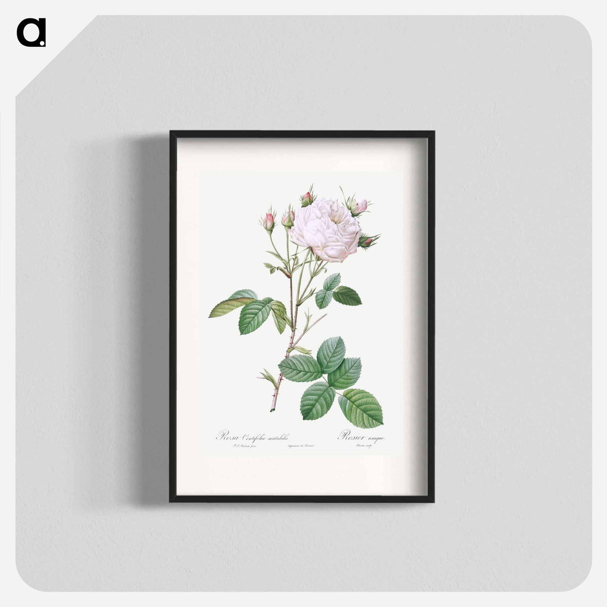 Cabbage Rose White Provence - Pierre Joseph Redouté Poster.