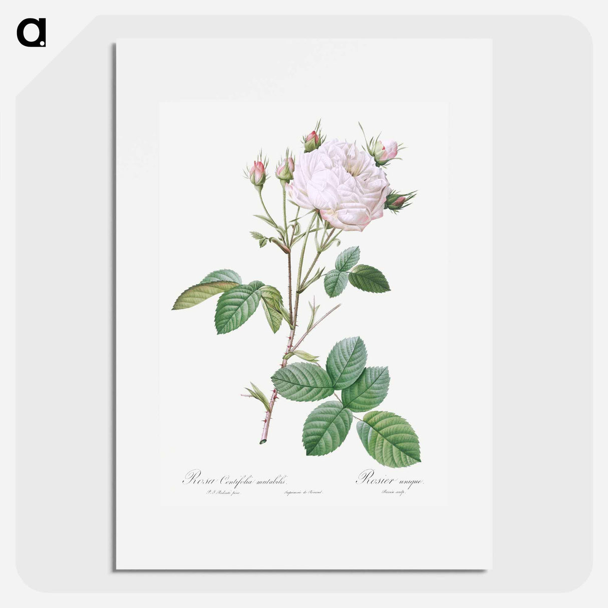Cabbage Rose White Provence - Pierre Joseph Redouté Poster.